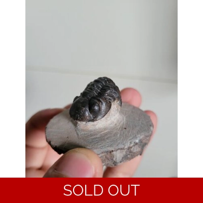 Small Nice Phacops Trilobite Fossil From The Devonian of Morocco